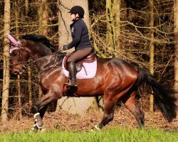 jumper Don Diapeggio (Oldenburg show jumper, 2017, from Don Diarado)