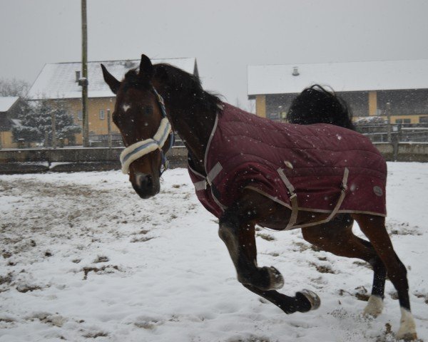 Springpferd Dancer 6 (Oldenburger Springpferd, 2015, von Lord Pezi)