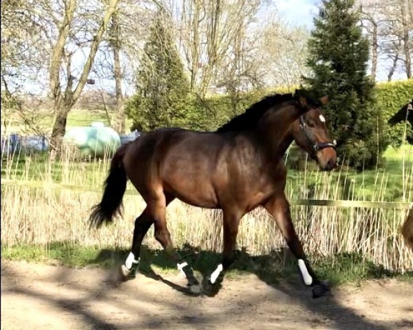horse Dicatcho (Holsteiner, 2018, from Diamar)