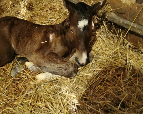 horse Chepettka (German Warmblood, 2021, from Ab 19 Chepetto)
