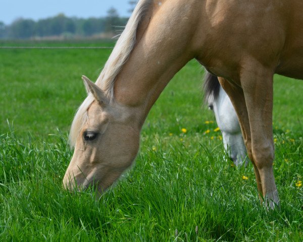 horse Zijlstra's Lissy (Nederlands Rijpaarden en Pony, 2016, from Desperado)