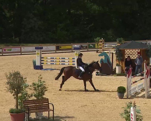Reitturnier Tiefenhof/Opf. 2025