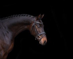 stallion Heidkatenhof‘s Conley (Holsteiner, 2022, from Corfu de La Vie)