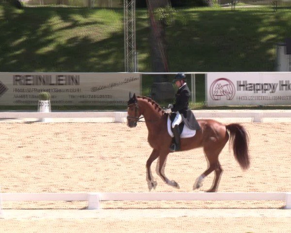 Reitturnier Stadl-Paura 2025