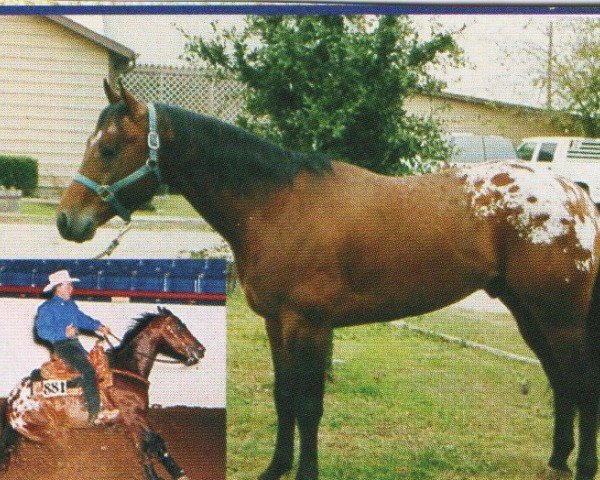 stallion Cherrys Colonel (Appaloosa, 1994, from Freckles Top Brass)