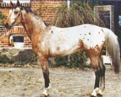 jumper Baykal (German Warmblood, 1999, from Beau Bukiet)