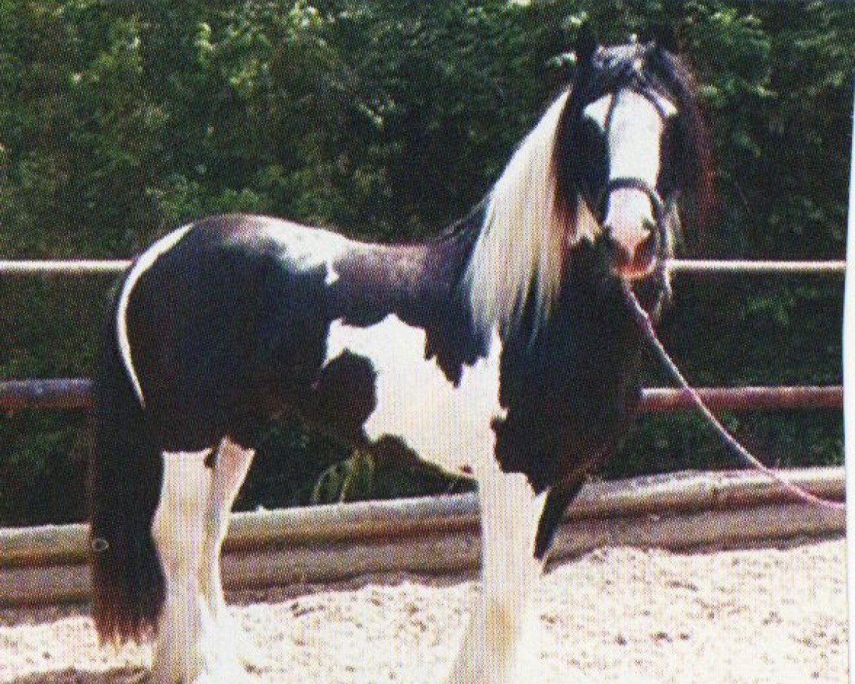 stallion Geronimo (Tinker / Irish Cob / Gypsy Vanner, 1993)