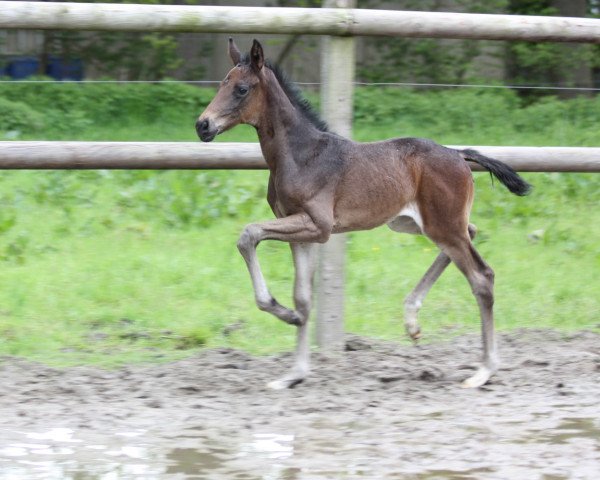 Pferd Beautiful Day (Oldenburger, 2021, von Bonds)