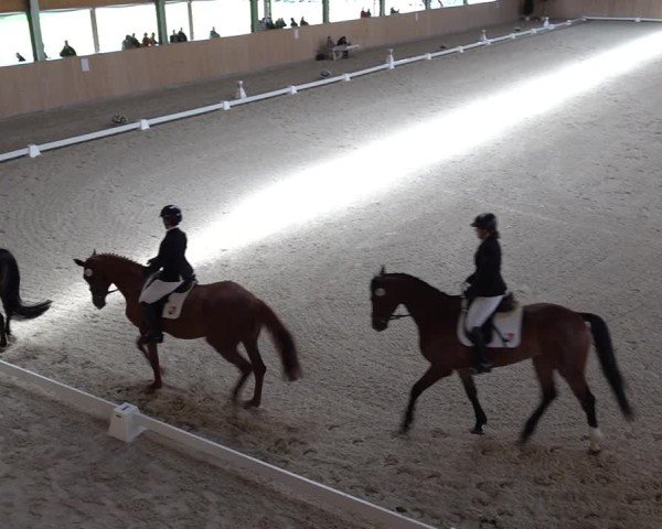 Reitturnier Aadorf 2025