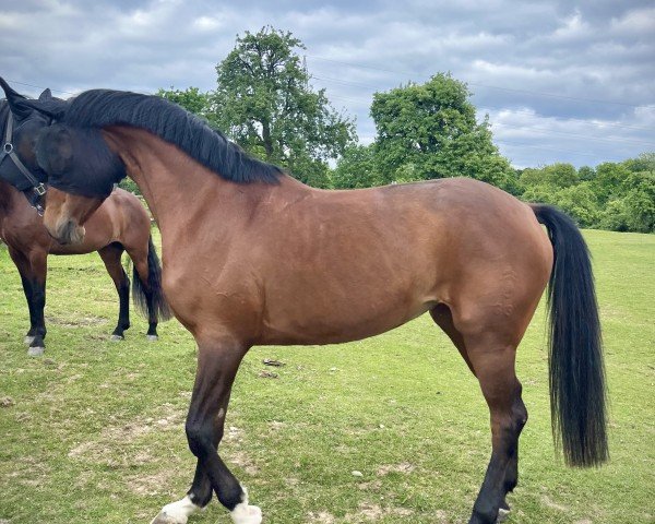 horse Branca (Westphalian, 2018, from Callaho's Benicio)