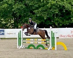 eventing horse All I need SH (Hanoverian, 2020, from Asagao xx)