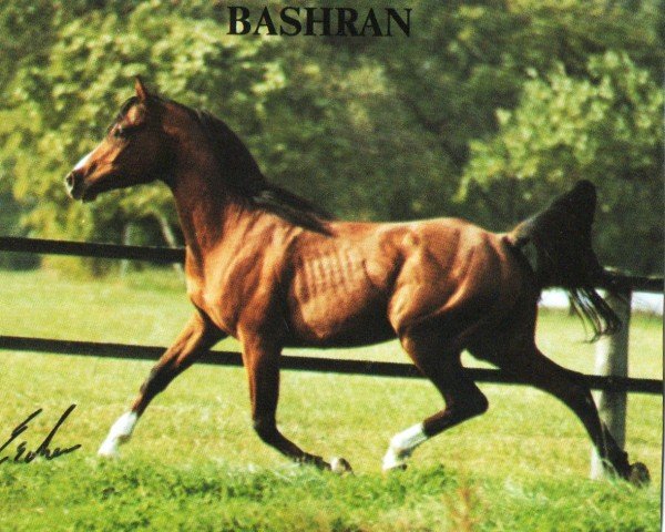 Pferd Bashran ox (Vollblutaraber, 1991, von Brigand ox) Pferd Bashran ox (Vollblutaraber, 1991, von Brigand ox)