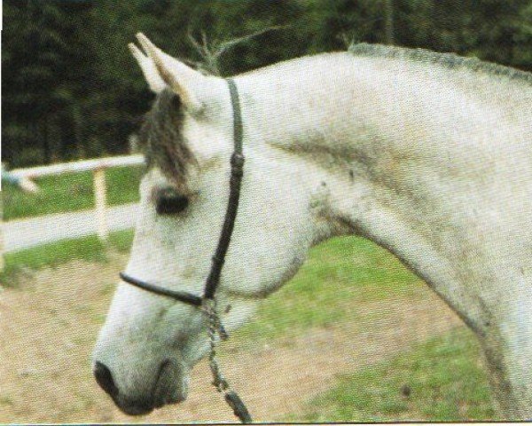 horse Halim Al Keshan ox (Arabian purebred, 1988, from Halim Al Kadir EAO)