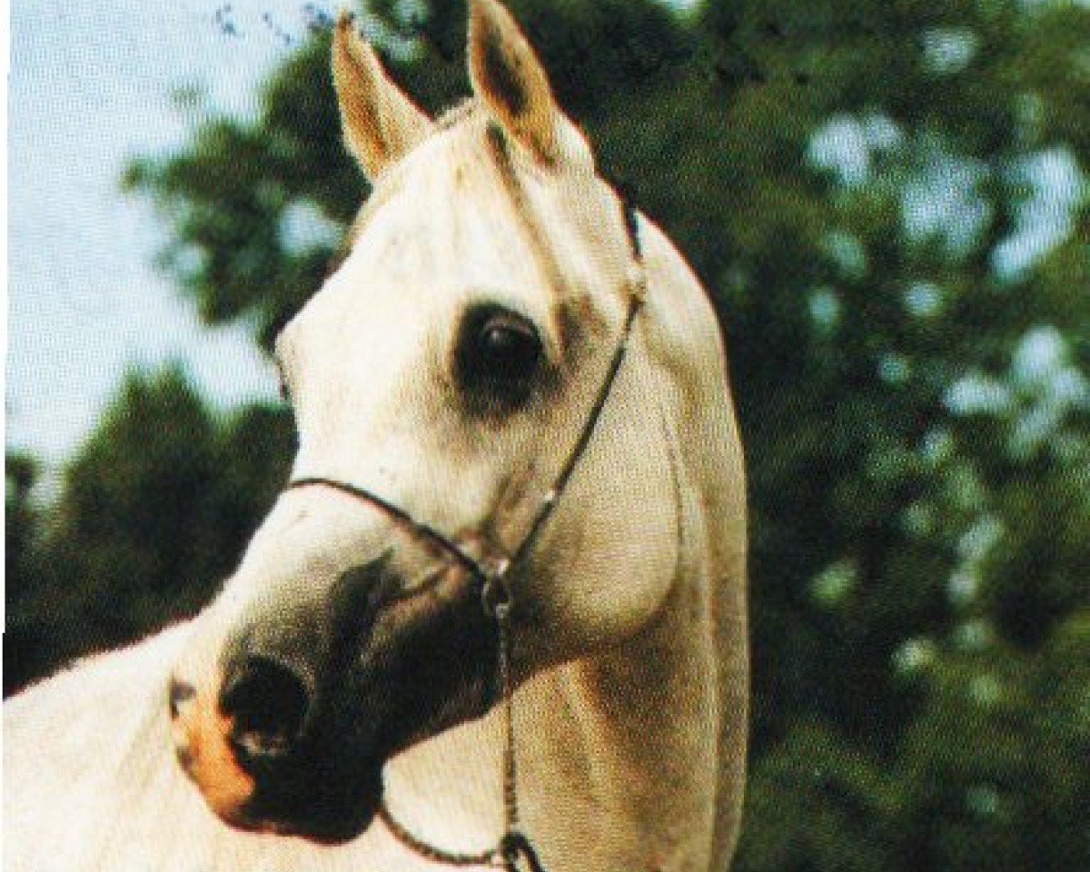 Deckhengst Hassan S EAO (Vollblutaraber, 1979, von Fikri EAO)