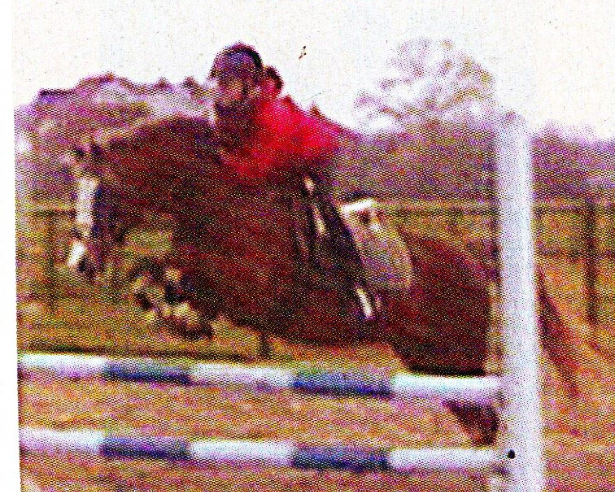 stallion Spanenland's Patrick (Welsh Partbred, 1987, from Eros)