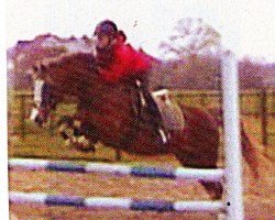 Deckhengst Spanenland's Patrick (Welsh Partbred, 1987, von Eros)
