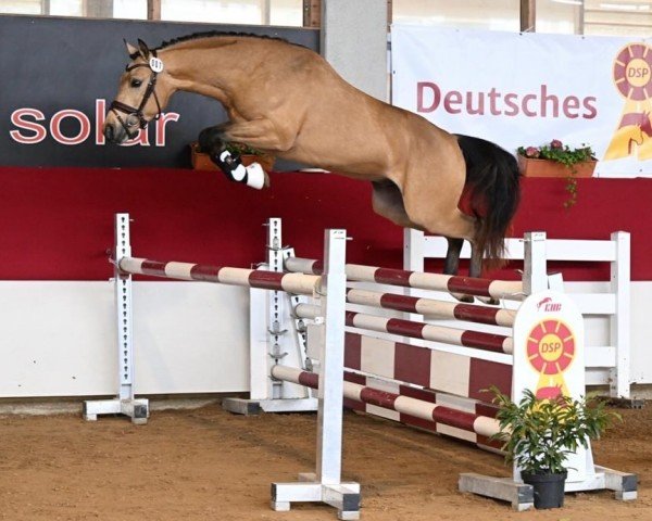 stallion Magnus HL (German Riding Pony, 2022, from Mescal 15)