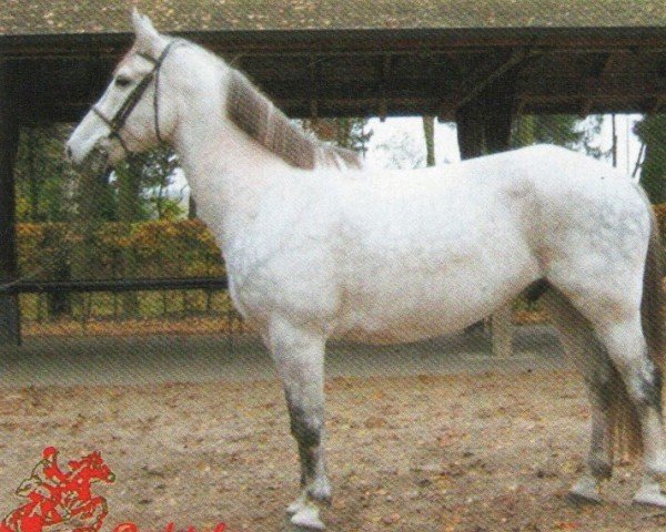 Pferd Radetzky (Oldenburger, 1999, von Royal Diamond)