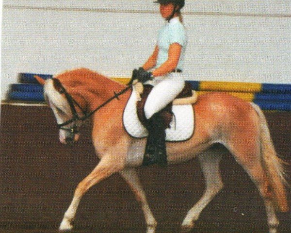 Pferd Natascha (Haflinger, 2007, von Nachtstern) Pferd Natascha (Haflinger, 2007, von Nachtstern)