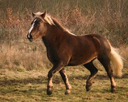 Fattrice Rica (Cavallo della Foresta Nera, 2015, di Montan)