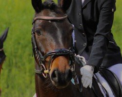 dressage horse Werbelin 4 (German Riding Pony, 2016, from Wengelo's Nelson)