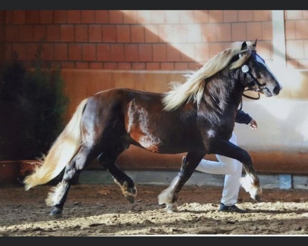 stallion Remy (Black Forest Horse, 2012, from Rubin)