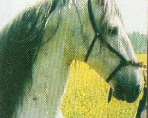 stallion Bencatel (Lusitano, 1983, from Ulisses)