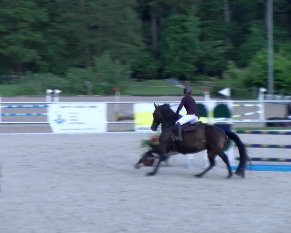 Reitturnier Meilen 2025