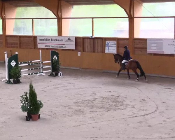 Hallenspringturnier Xanten - Reitanlage Miß 2014