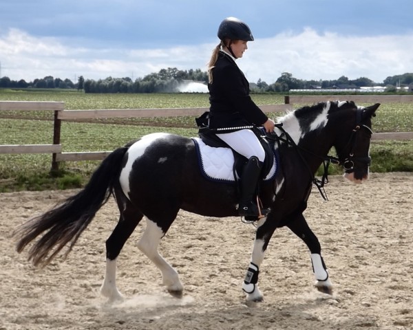 Pferd Bella (Welsh-Cob (Sek. C), 2007)