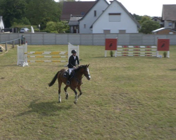 Reitturnier Buckow bei Beeskow (LOS) 2025