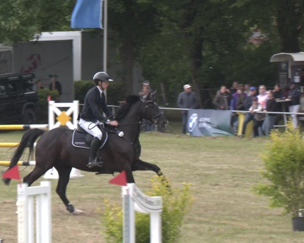 Reitturnier Stadthagen 2025