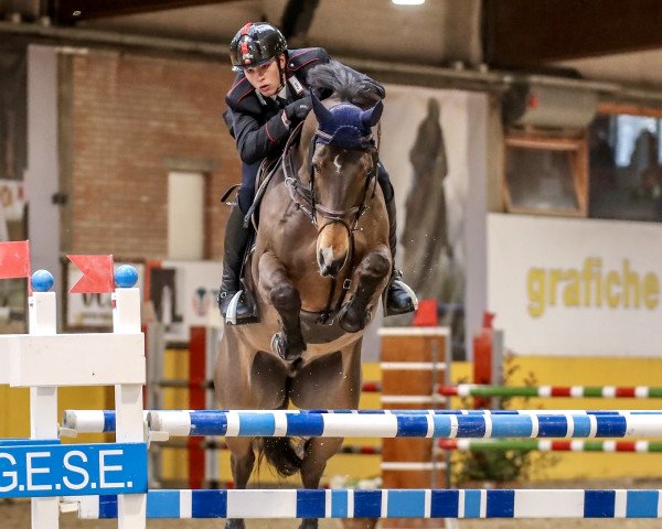 jumper Lintous (Oldenburg, 2008, from Hh Linton)