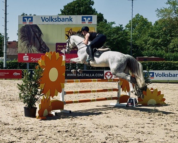 broodmare Captain's Kuni (Westphalian, 2018, from Captain Jack 44)