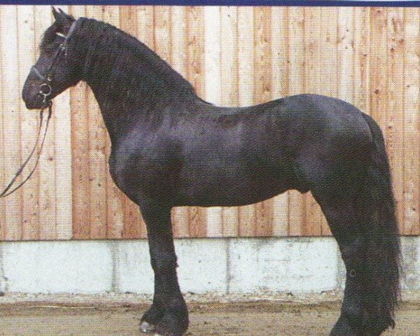 Dressurpferd Teade fan 'e Wigeri (Friese, 1998, von Tsjerk 328)