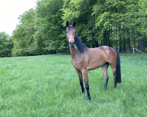 horse Dolce Vita von Lünzum (Rhinelander, 2016, from Dante Weltino Old)