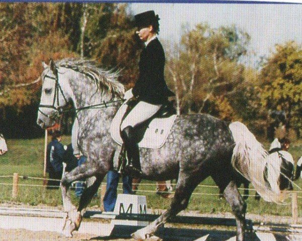 stallion Pluto Darina (Lipizzaner, 1997, from 370 Pluto VIII Roviga (2027 P. XXIX))