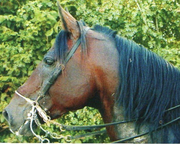 Pferd Campo Way (DE) (Deutscher Traber, 1991, von Diamond Way (DE))
