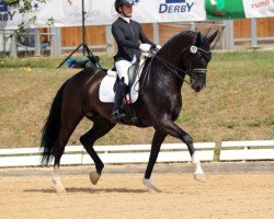 dressage horse Zenario 4 (German Sport Horse, 2016, from Birkhof's Zalando OLD)