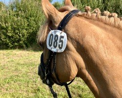 jumper Cotton Candy 7 (German Riding Pony, 2019, from Castiel MF)