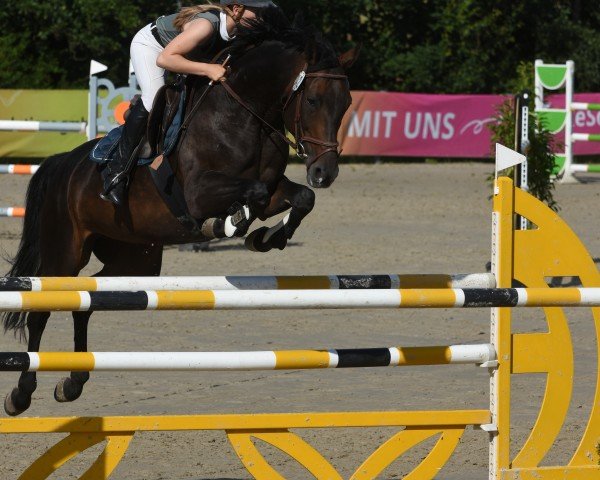 jumper Coconut (Hanoverian, 2017, from Carridam)