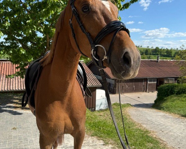 horse Thiara 4 (German Sport Horse, 2021, from Thiago Gs OLD)