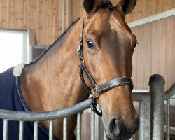 jumper Anthea (German Sport Horse, 2015, from Etoulon VDL)