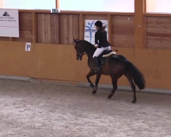 Hallenspringturnier Xanten - Reitanlage Miß 2014