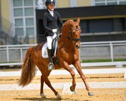 dressage horse Deep Beat Diamond (German Riding Pony, 2010, from Dip Beat)