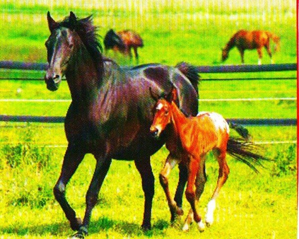 dressage horse Haddaway (Knabstrupper, 2007, from Little Holiday)