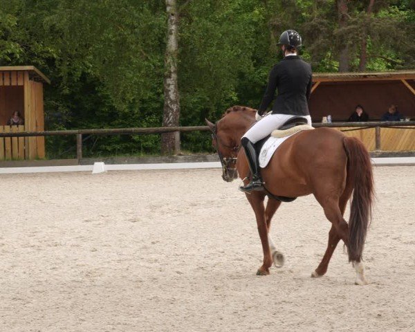 Reitturnier Leonberg 2025