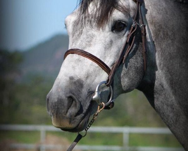 horse Castello Z (Zangersheide riding horse, 2008, from Castelino van de Helle)