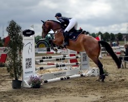 Springpferd Vina Colada (Westfale, 2020, von Verdi)