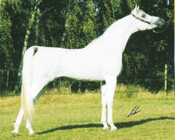 stallion GR Amaretto EAO (Arabian purebred, 1999, from Classic Shadwan 1992 ox)